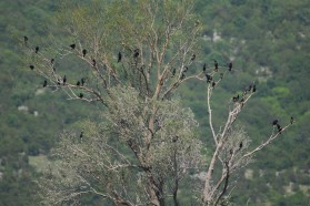 Pygmy cormorant (Phalacrocorax pygmeus) roosting on a tree in Hutovo Blato Nature and Bird Reserve - Bosnia&Herzegovina.